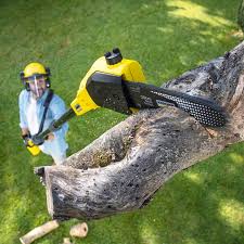 Best Tree Risk Assessment  in Beaufort, SC