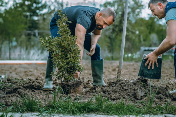 Lawn Maintenance Plans in Beaufort, SC