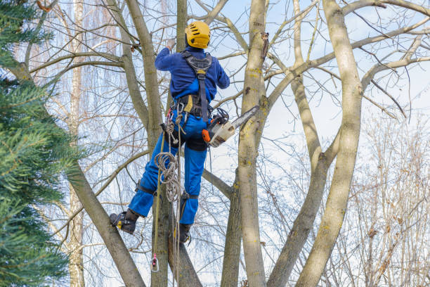 Best Emergency Tree Removal  in Beaufort, SC